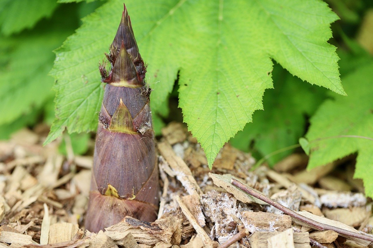 How to Plant and Grow Bamboo